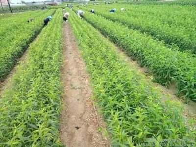 嫁接桃樹苗種植技術詳解 從選苗到管理的全流程指南