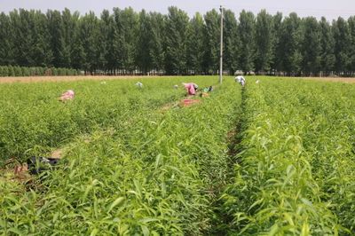 優(yōu)質(zhì)水蜜桃示范產(chǎn)業(yè)化開發(fā)基地落戶德勝農(nóng)林 推動(dòng)種植技術(shù)革新與產(chǎn)業(yè)鏈升級