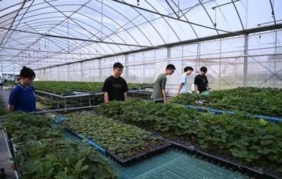 七彩思政大課 青春挺膺擔(dān)當(dāng)——礦大暑期社會實(shí)踐簡報（四）種植技術(shù)開發(fā)