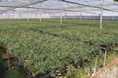 鐵皮石斛種植基地喜獲農業科技成果轉化資金扶持，技術創新迎來新機遇