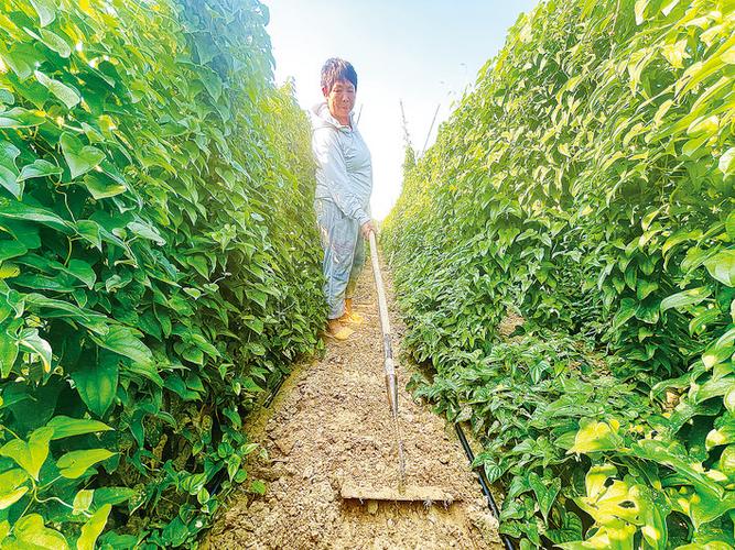 山藥種植成富民產業，國家濮陽經濟技術開發區技術開發獲媒體聚焦