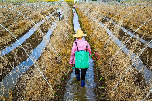 龍湖農(nóng)民引進(jìn)新品種新技術(shù),創(chuàng)新種植模式,發(fā)展農(nóng)家樂